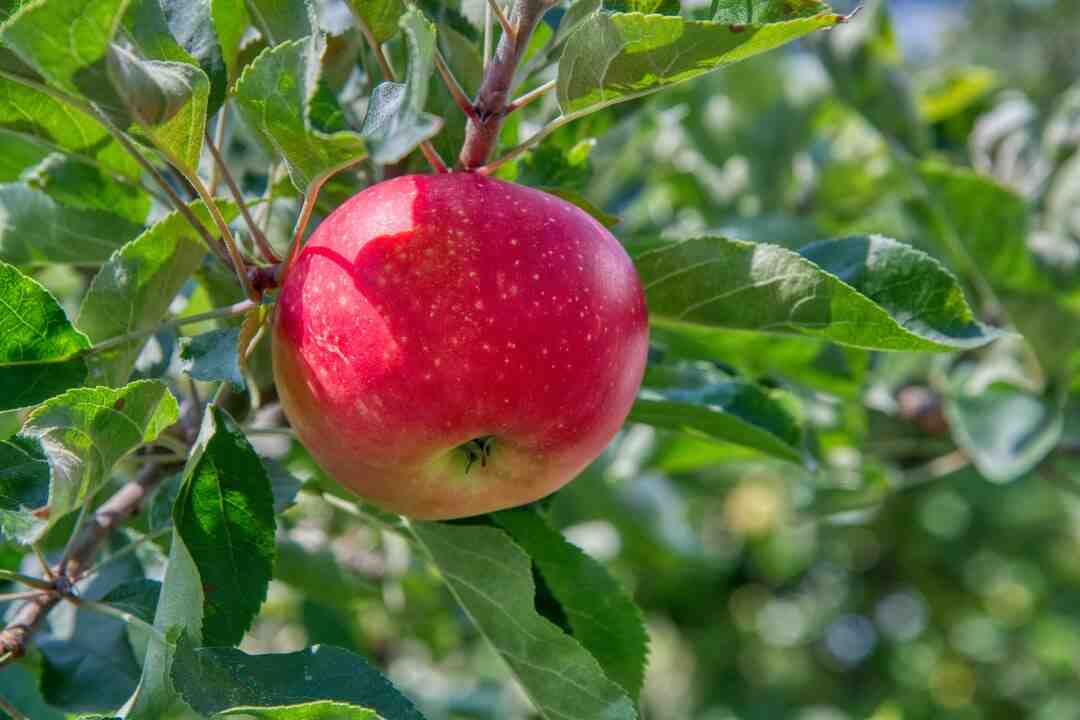 Comment jouer à Apple Arcade ?