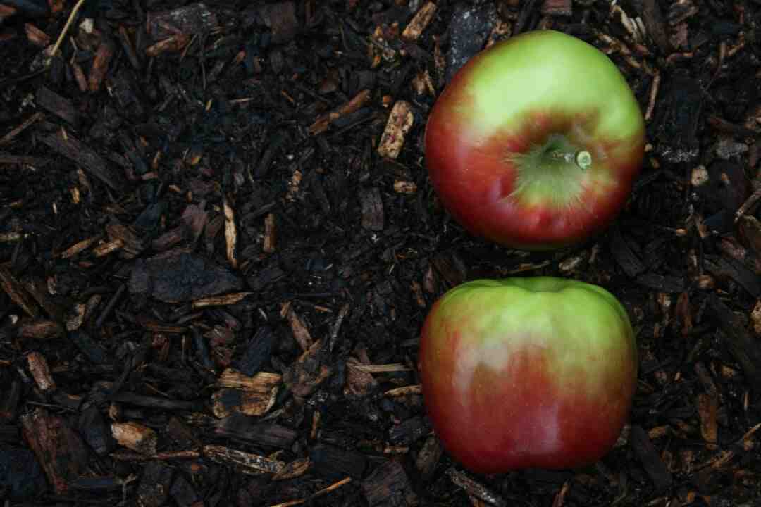 Est-ce que Apple arcade vaut le coup ?