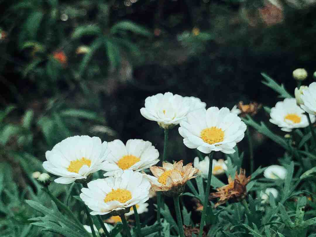 Quel jouet pour une petite fille de 5 ans ?