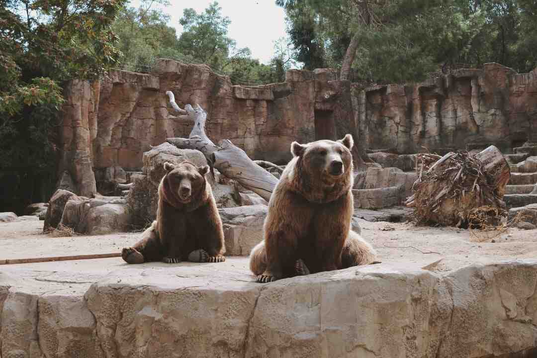 Où es le Parc Safari ?