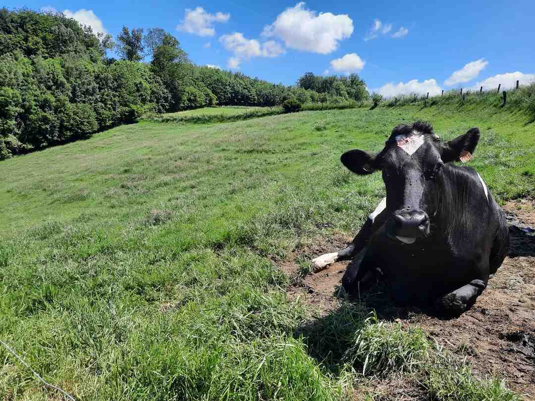 Où trouver mikado géant ?