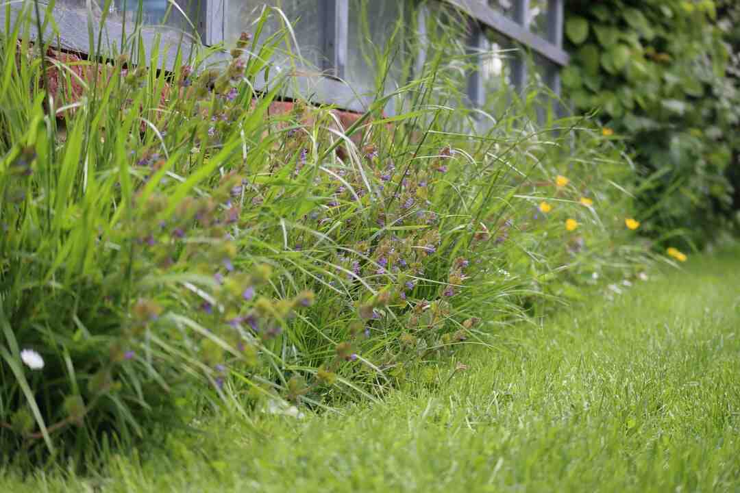 Où trouver mikado géant ?