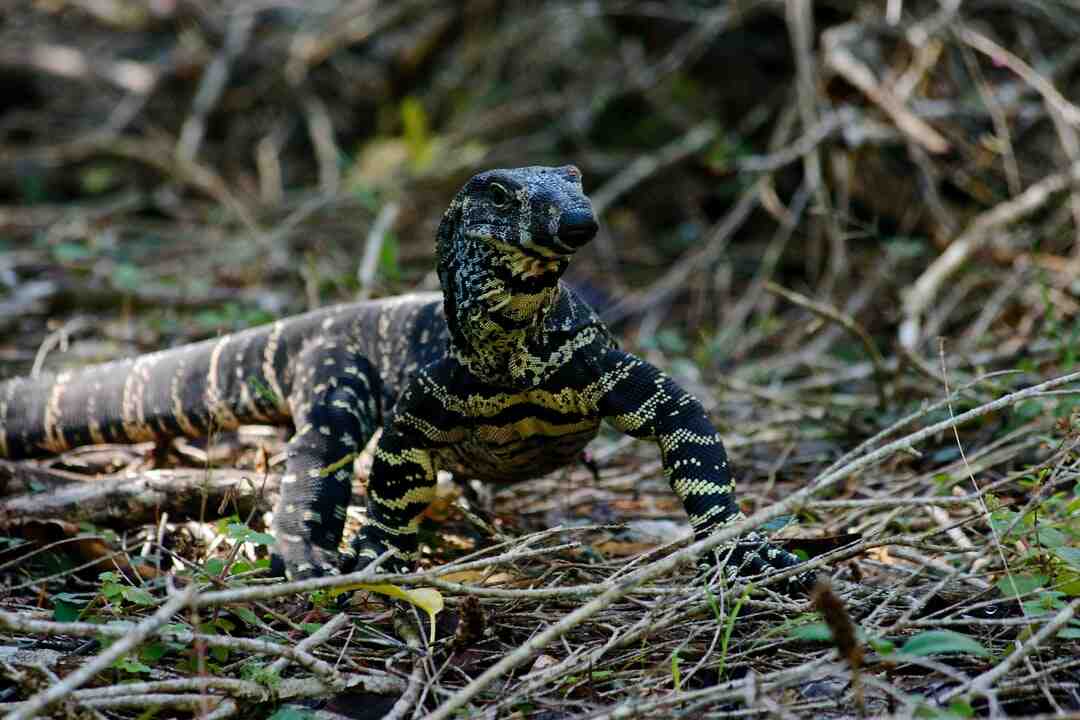 Quel est le jeu Dragon Ball le plus vendu ?