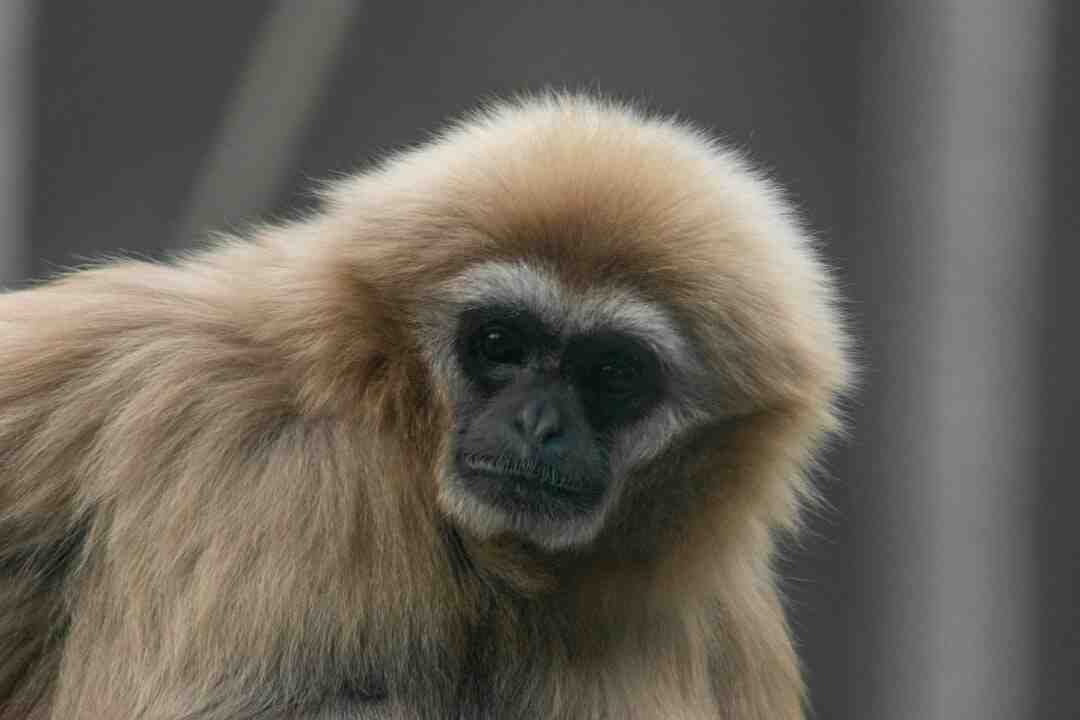 Quelle sont les animaux au zoo de Thoiry ?