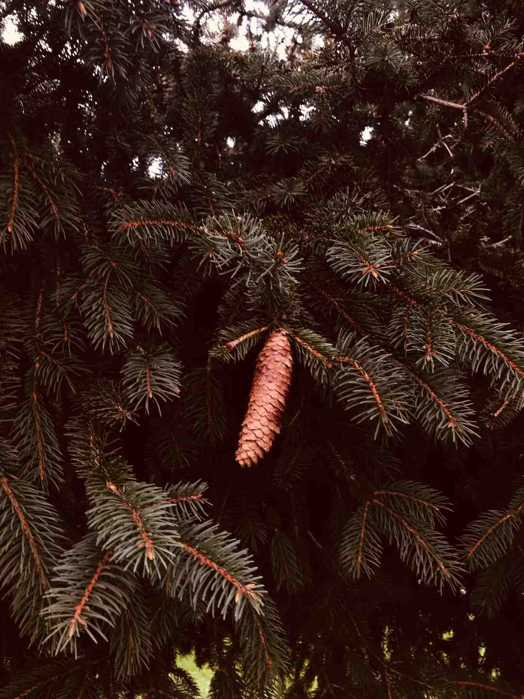 Qui est ce ?