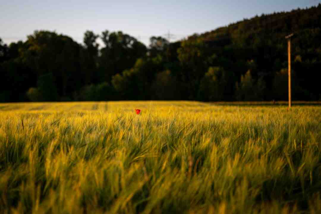 Will there be Spyro 4?