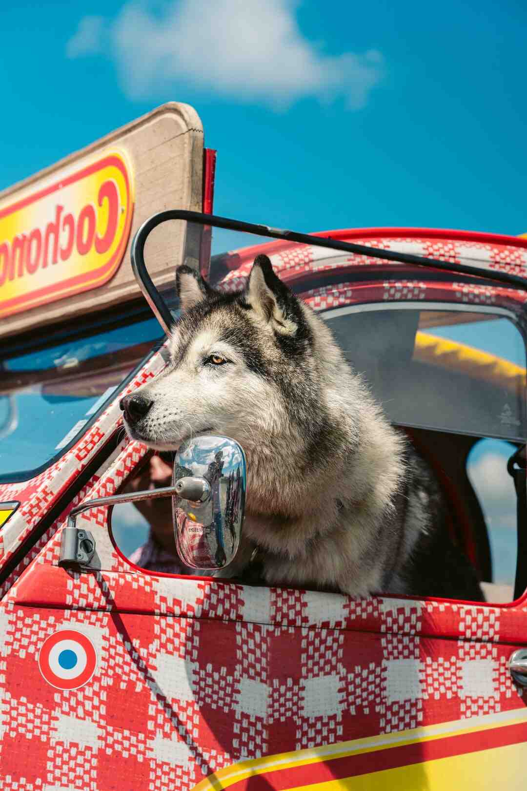 Comment avoir des animaux sur les Sims FreePlay ?