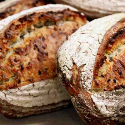 Jeux educatifs chiens