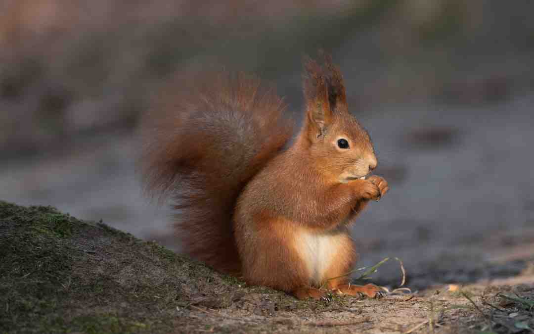 Quel cadeau à 3 ans ?