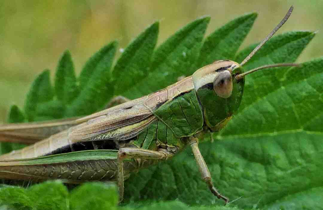 Qui est-ce jeu enfants ?