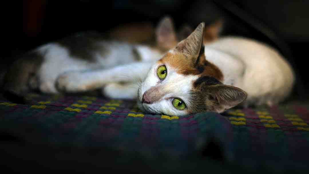 Comment acheter un jeu en ligne PS4 ?