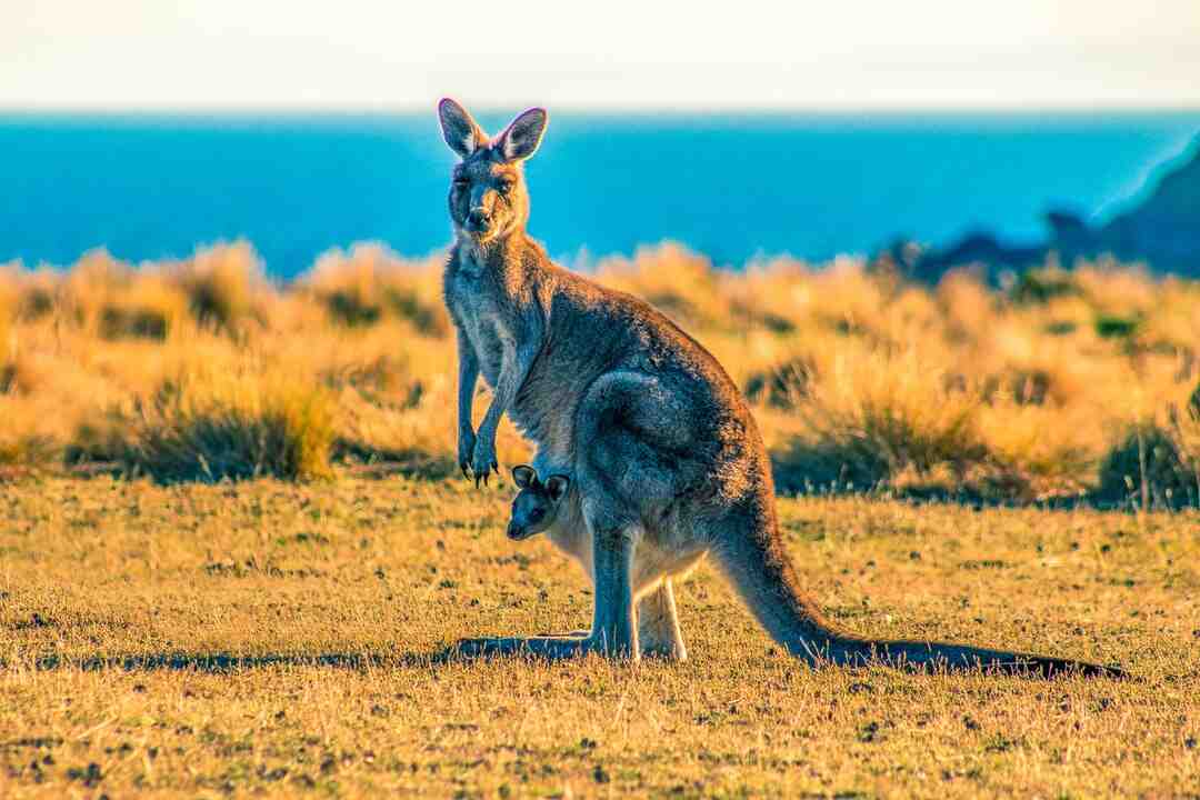 Quel âge pour apprendre à compter ?