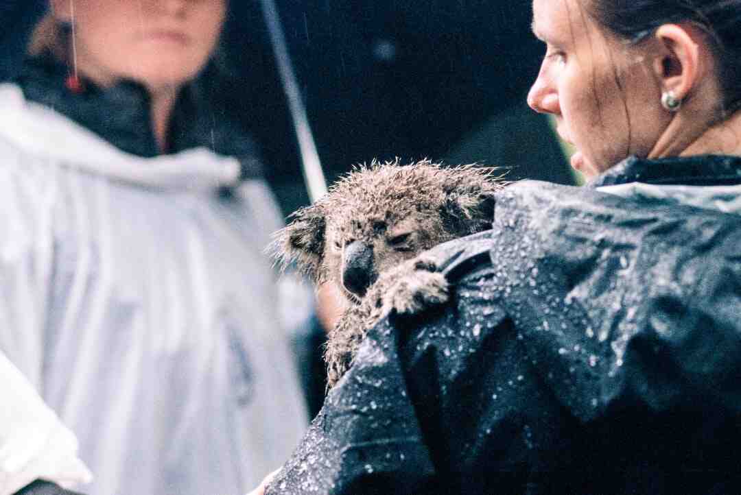 Comment fatiguer un Berger Australien ?