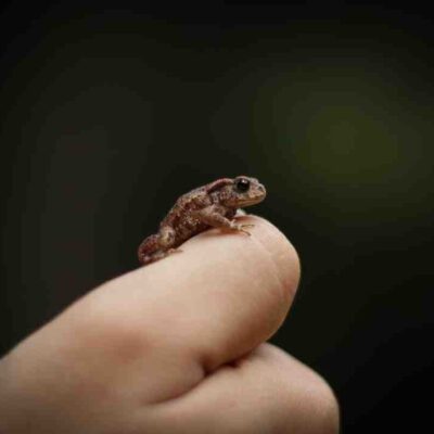 Jeux educatifs grenouille
