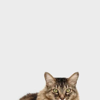 Jeux educatifs pour chats