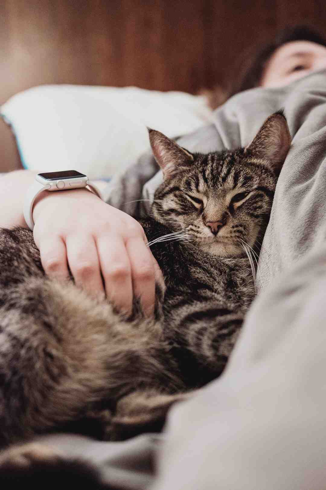 Pourquoi mon chat me boude ?