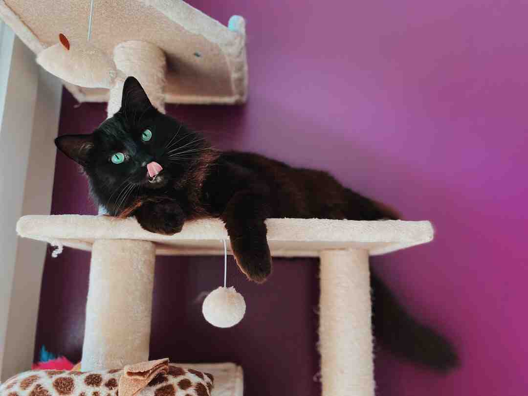 Comment dort un chat heureux ?