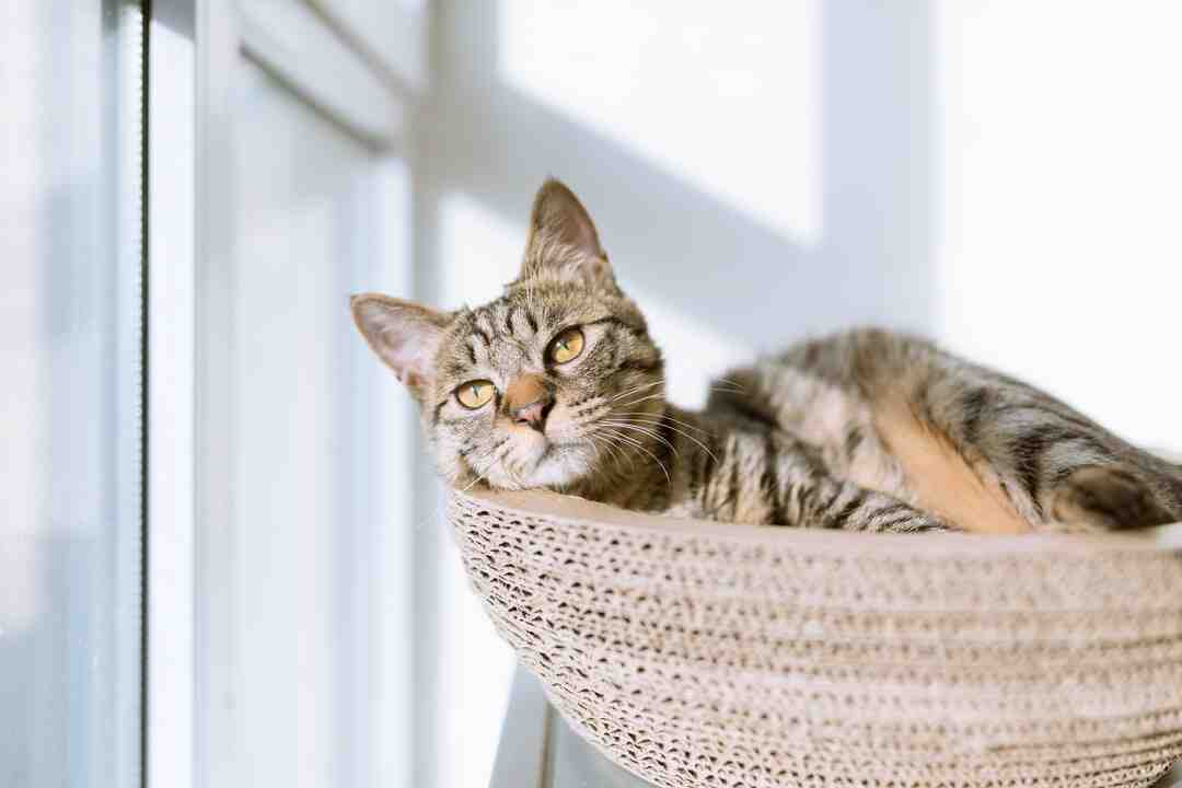 Comment faire pour qu'un chat ne s'ennuie pas en appartement ?