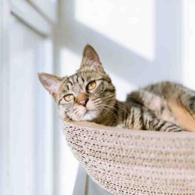 Comment faire un jouet pour chat maison ?