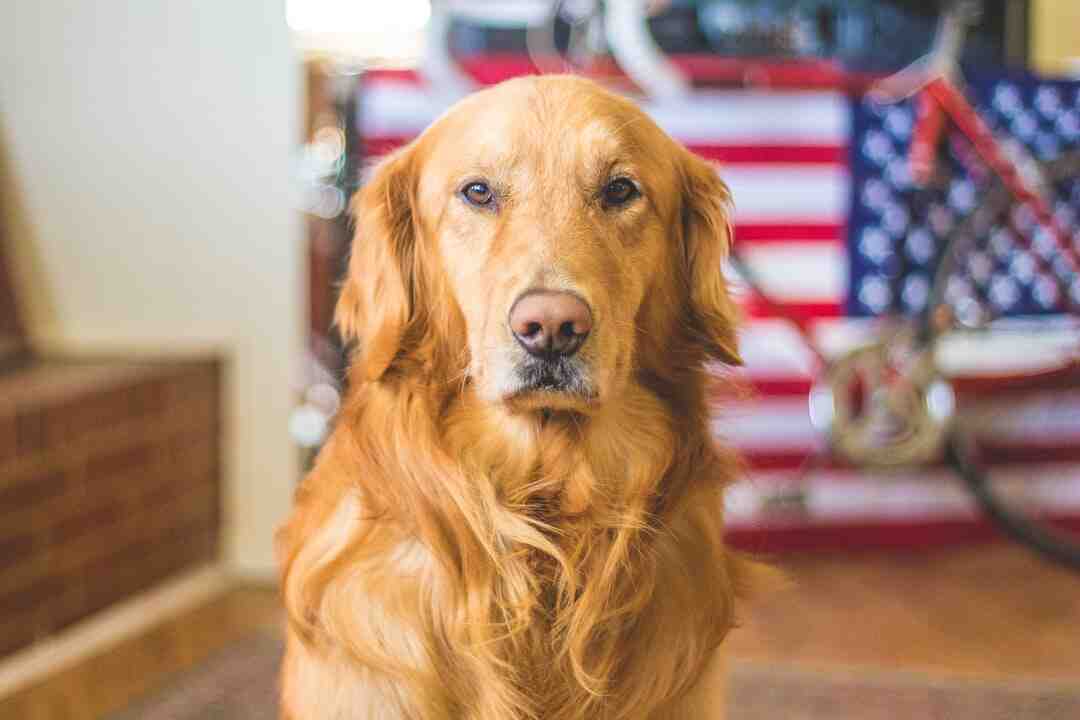 Comment occuper mon chien quand je ne suis pas là ?