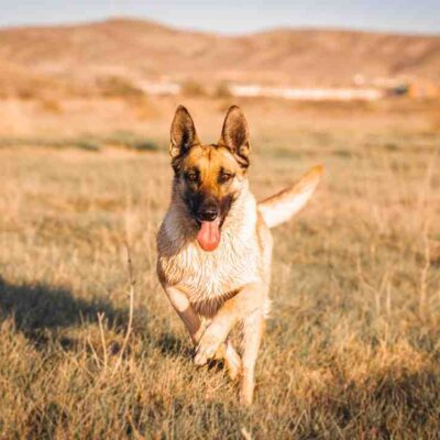 Comment occuper son chien pendant des heures ?