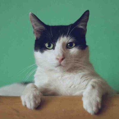 Comment occuper un chat qui s'ennuie ?