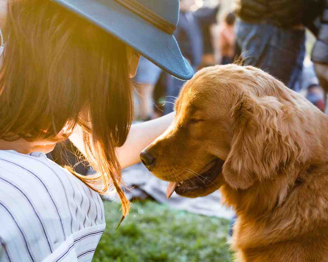 Comment savoir si un chien est triste ?