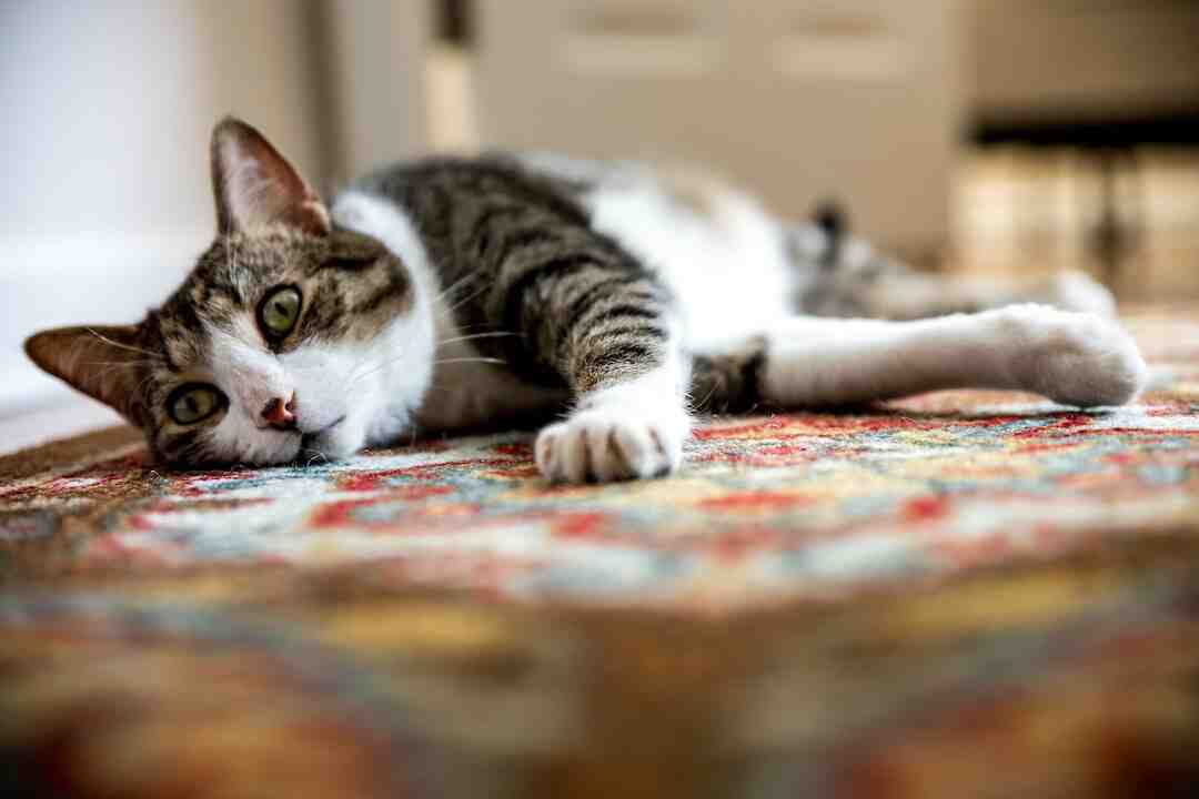 Est-ce que les chats s'ennuient pendant votre absence ?