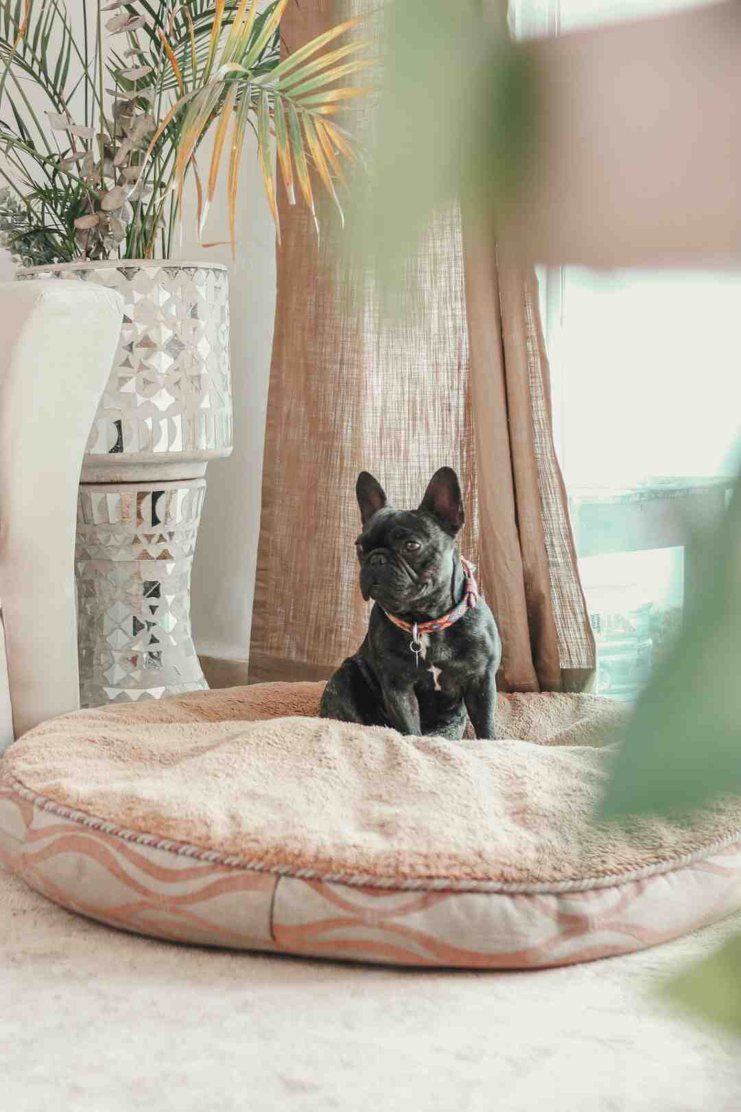 Est-ce que les chiens aiment les bisous ?