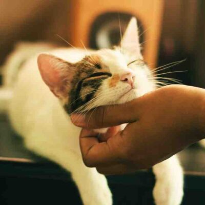 Jouet pour chat