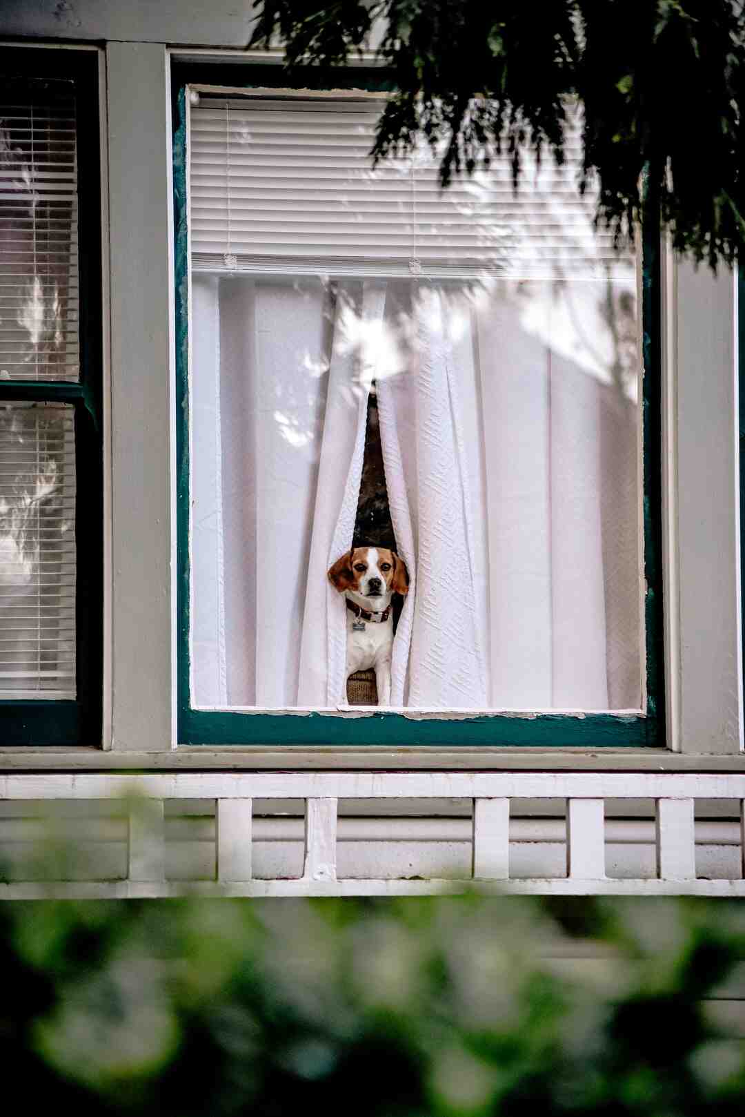 Quel âge a Pokémon ?