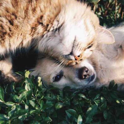 Quel jouet indestructible pour chien ?