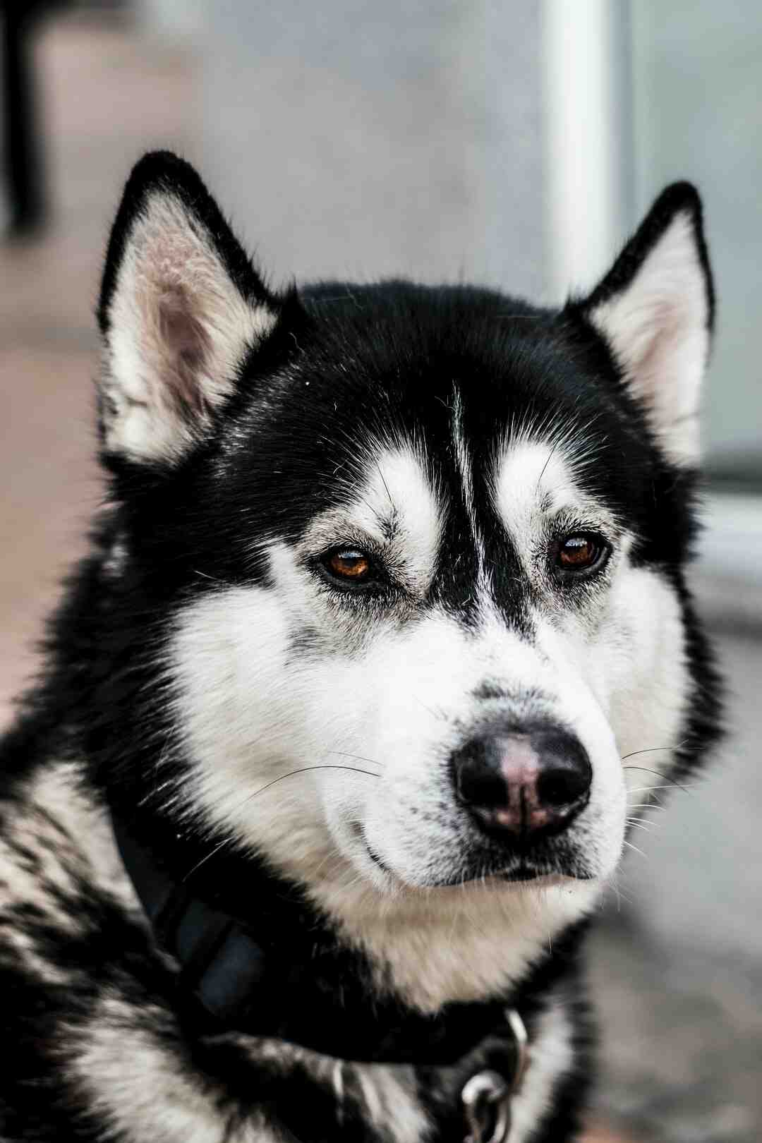 Quel jouet pour occuper chien ?