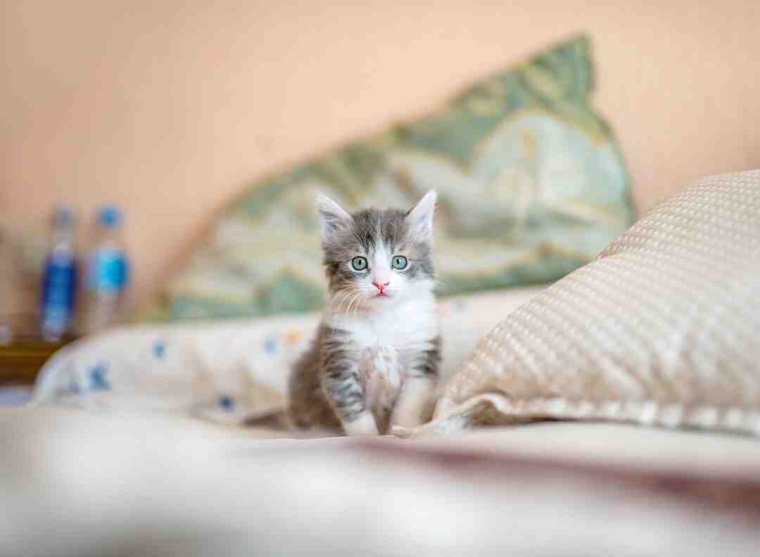 Quels sont les signes que votre chat vous aime ?