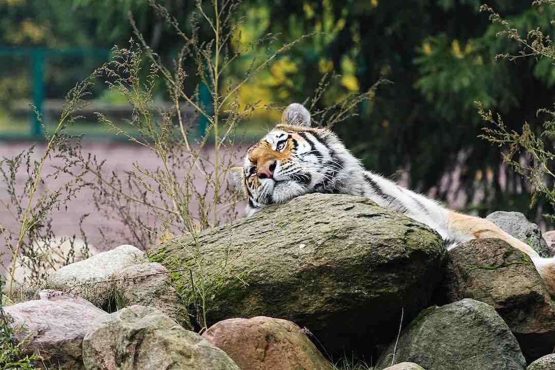 Comment avoir des bébé dans Zoo 2 Animal Park ?