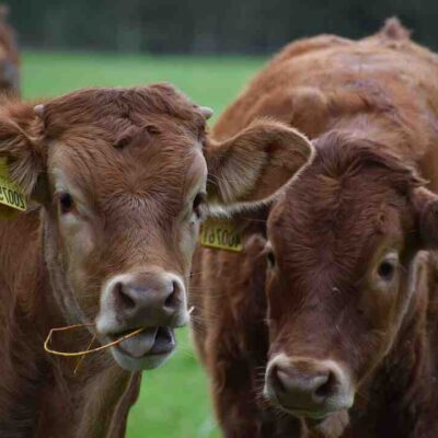 Comment avoir un animal de niveau 3 dans Zoo 2 ?