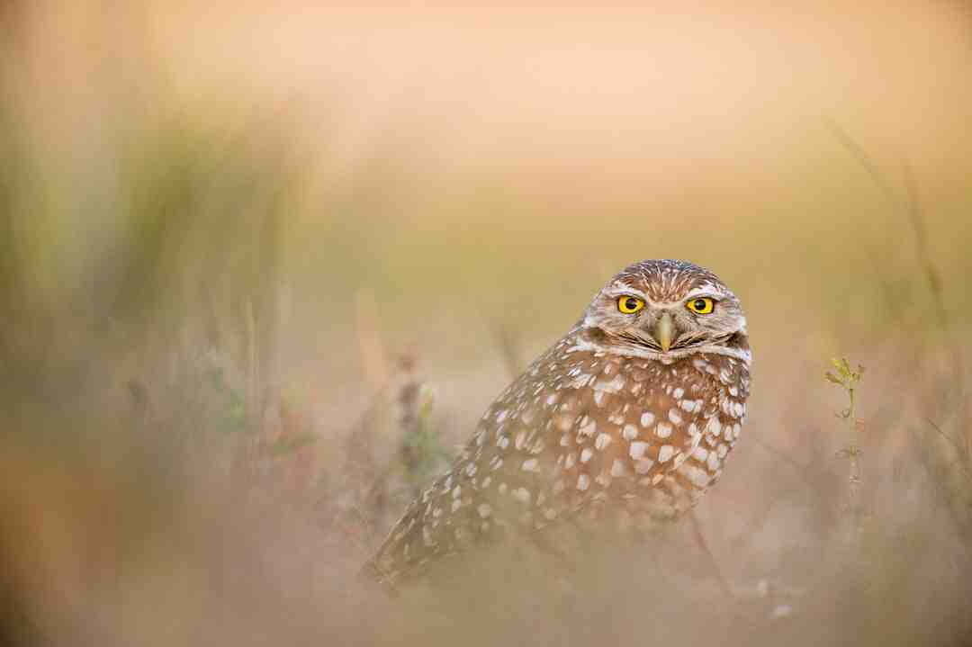 Comment faire reproduire des animaux dans Zoo 2 animal Park ?