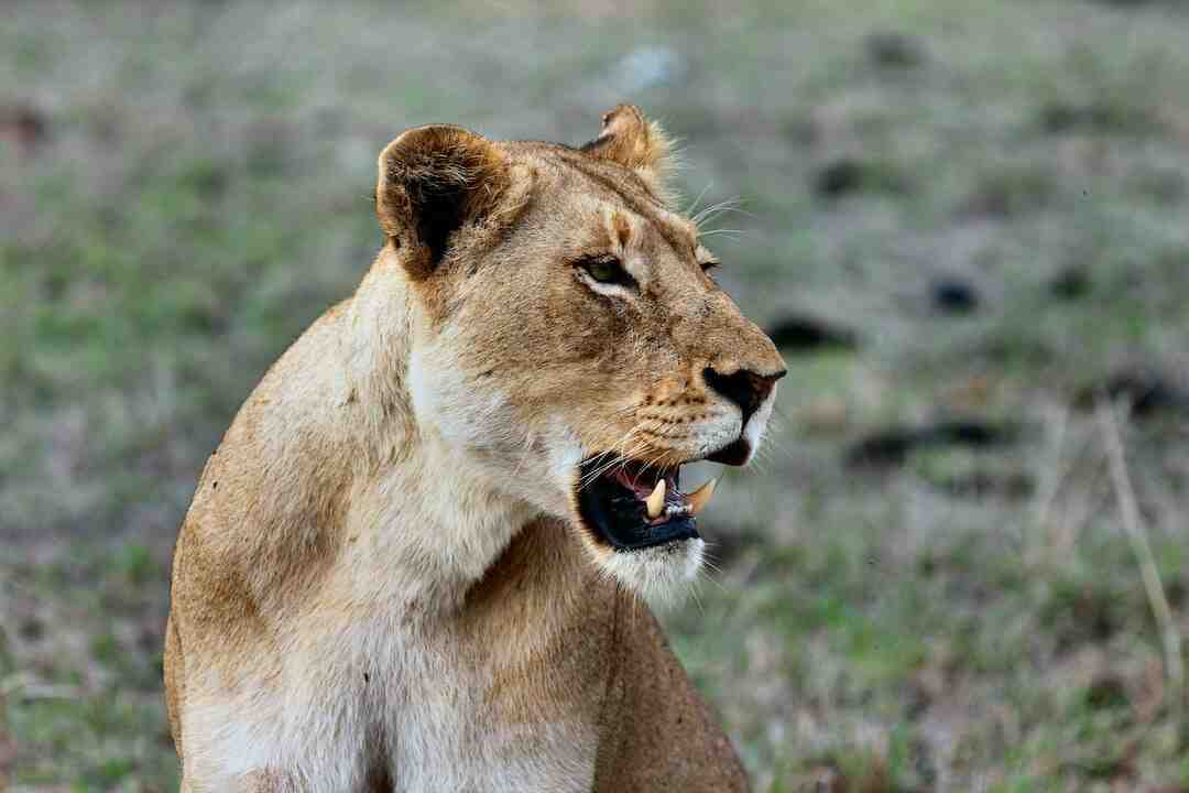 Comment réintroduire un animal dans Zoo 2 ?