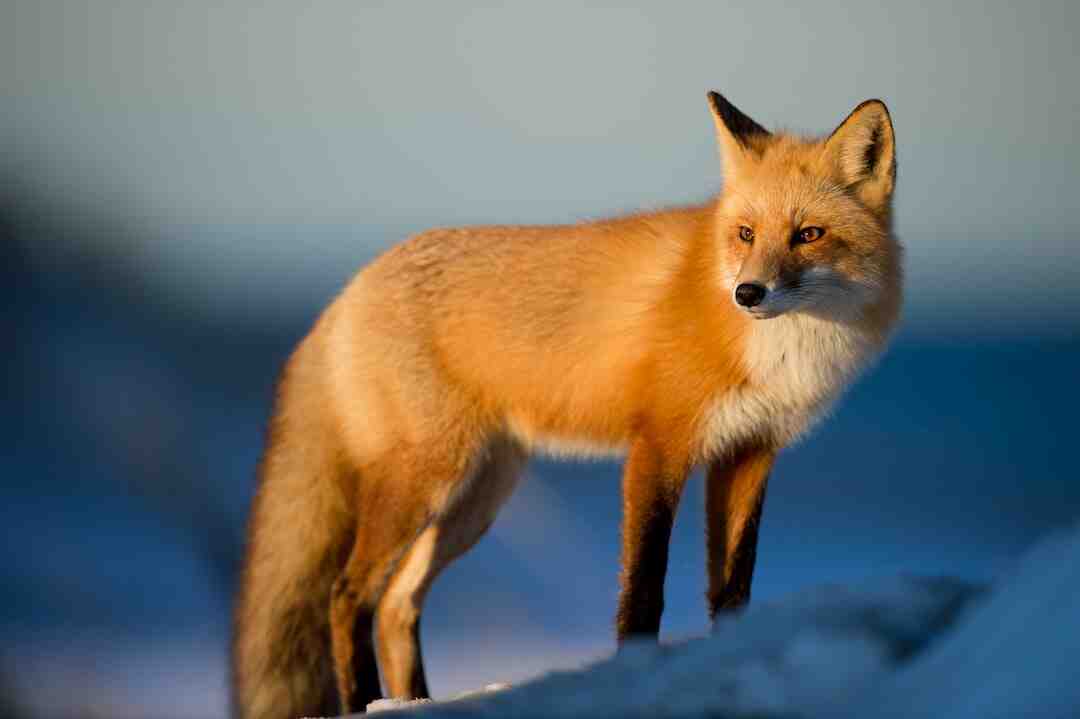 Comment supprimer un enclos dans Zoo 2 Animal Park ?