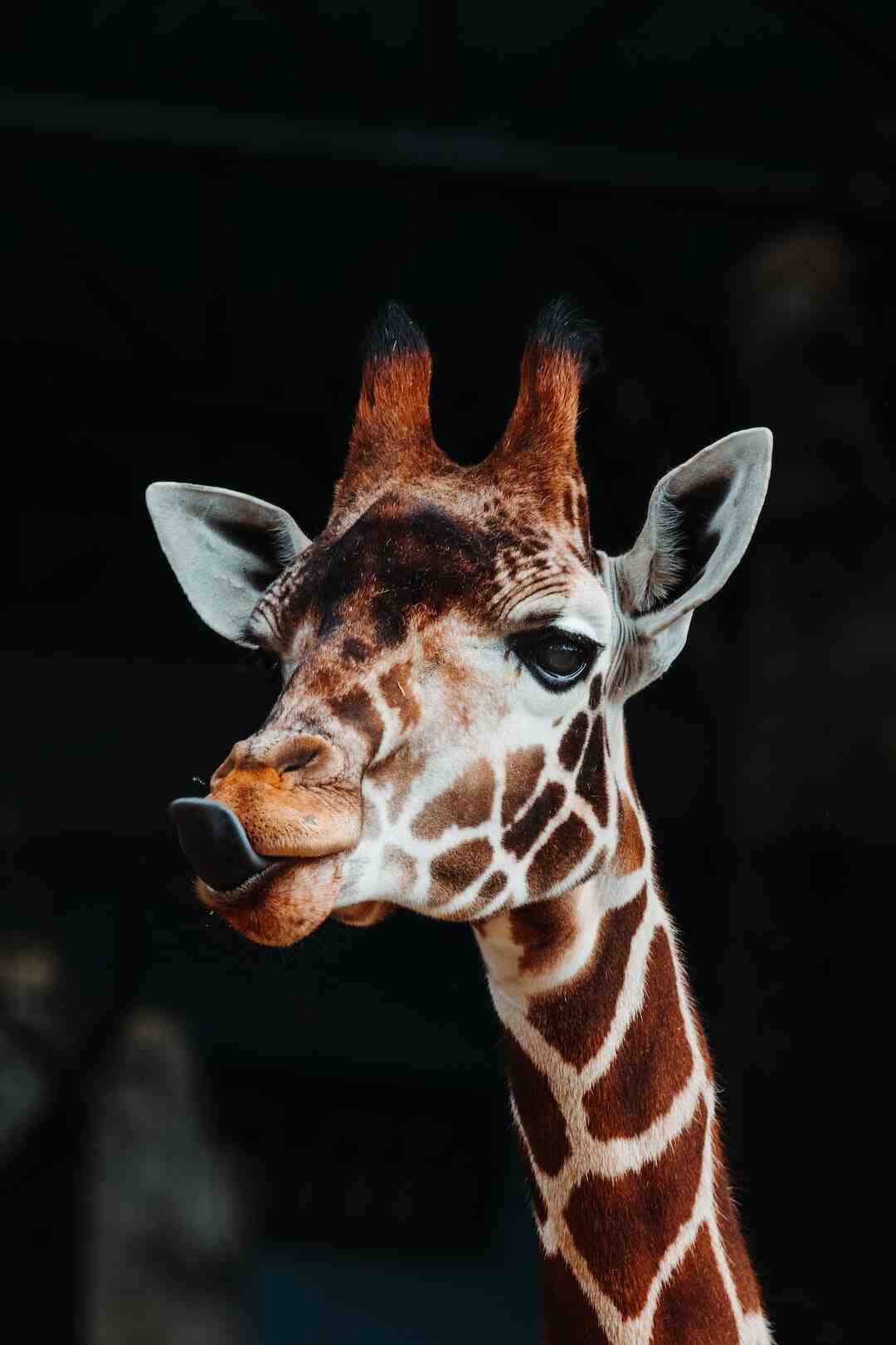 Quels sont les 5 plus beaux zoos du monde ?