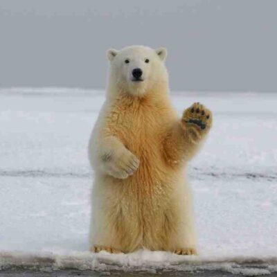 Quels sont les animaux du zoo ?